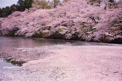 Cherry Blossom Sakura River Cherry Blossom Japan Tourist Spots