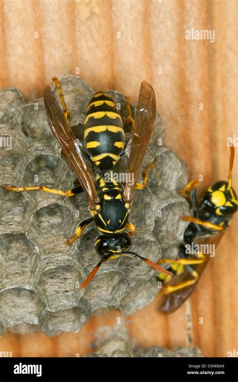 Paper Wasp Polistes Gallicus Polistes Dominulus Nesting Stock Photo