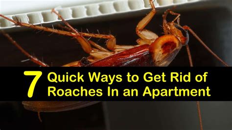 7 Quick Ways To Get Rid Of Roaches In An Apartment