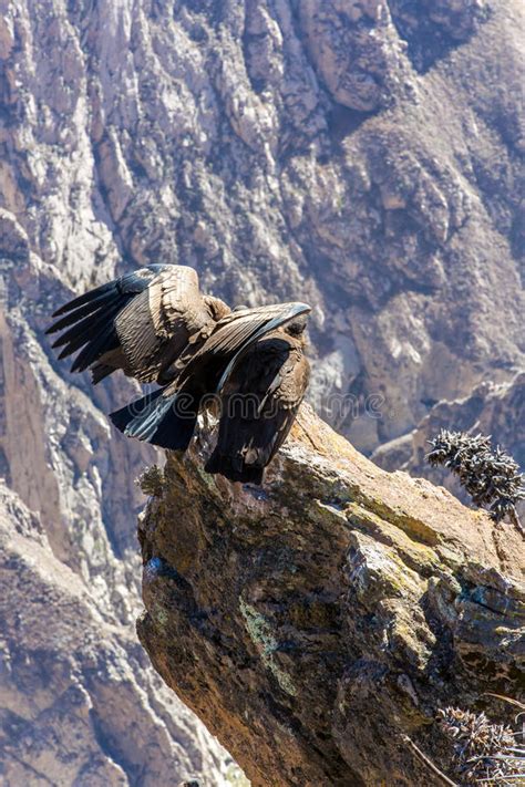 We did not find results for: Condor At Colca Canyon Sitting,Peru,South America. This Is ...