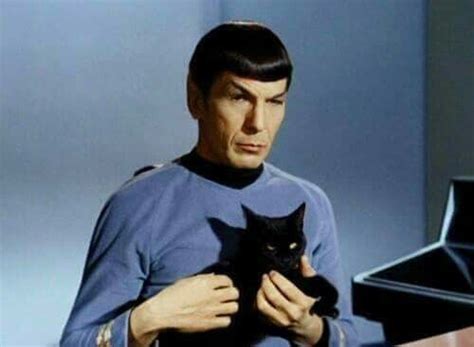 Mr Spock Cats Feline Animals