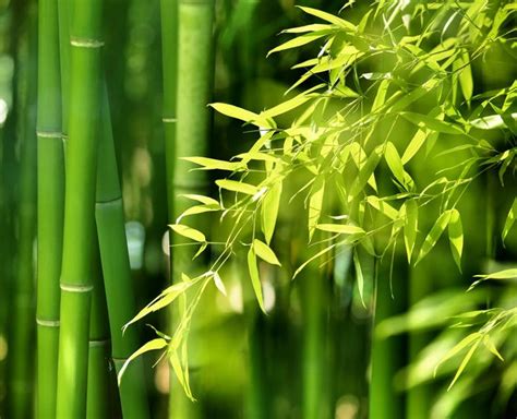 Tige De Bambou Vert Entretien Konsep Terkini