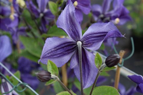 Hohe qualitätsstandards unser produktsortiment unterliegt regelmäßigen qualitätskontrollen, um ihren und unseren hohen qualitätsstandards zu entsprechen. Clematis, Waldrebe, Stauden-Clematis günstig online kaufen ...