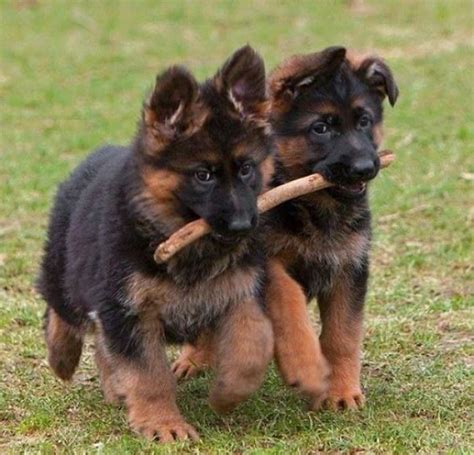 30 Cute Pics Of German Shepherd Puppies Were The Purest Things In The World