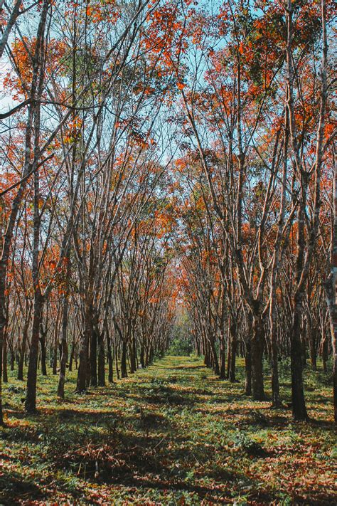 Menurut healthline, nasa mengesahkan pokok hiasan dalam rumah dapat menyerap racun berbahaya di udara, terutama di ruang tertutup yang mempunyai sedikit aliran udara. Cantiknya Pokok Getah Di Musim Luruh!