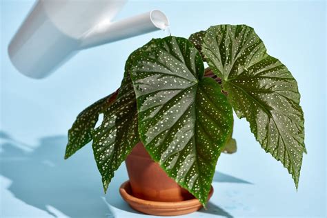 How To Care For Your Angel Wing Begonia