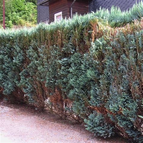 Dicht wachsende lebensbäume (thuja) können näher zusammenstehen, als ausladend wachsende blütengehölze. Thuja hecke schneiden wann | Wann schneiden?. 2020-05-07