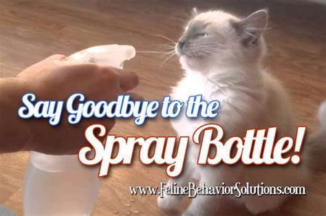 Pin On Cat Spraying