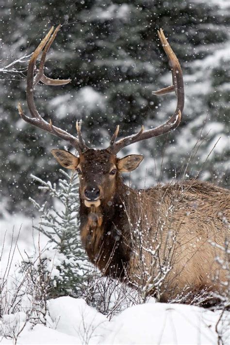 5 Tips For Photographing Wildlife In The Snow Nature Ttl