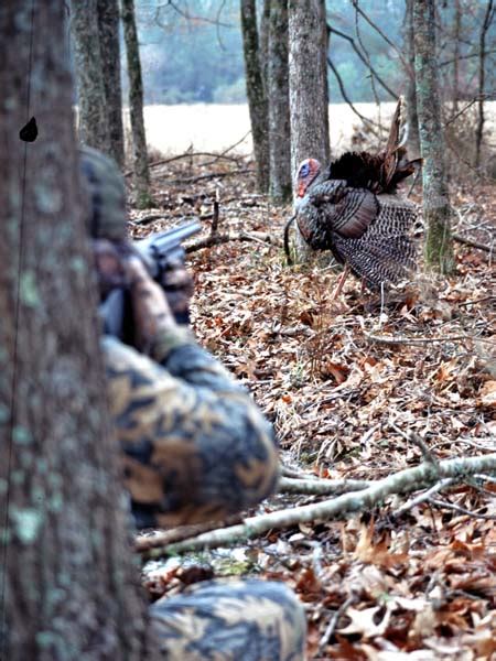 What To Do When Three Turkeys Gobble