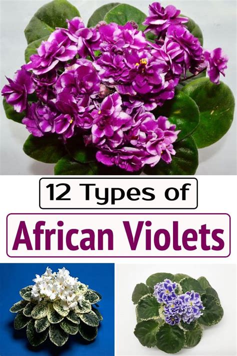 12 Beautiful Types Of African Violets You Can Grow In India African