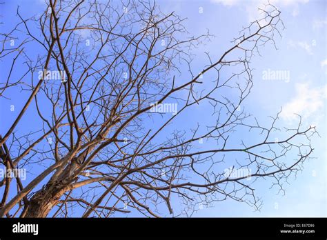 Leafless Tree High Resolution Stock Photography And Images Alamy