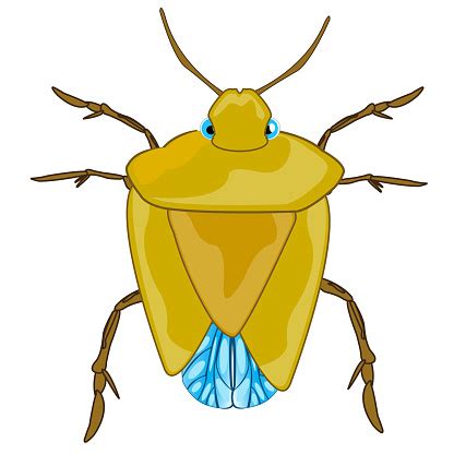 Bad Insect Bedbug Stock Illustration - Download Image Now - iStock