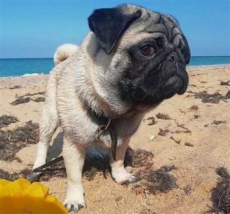 14 Funny Pictures Showing How Pugs Spend Their Summer
