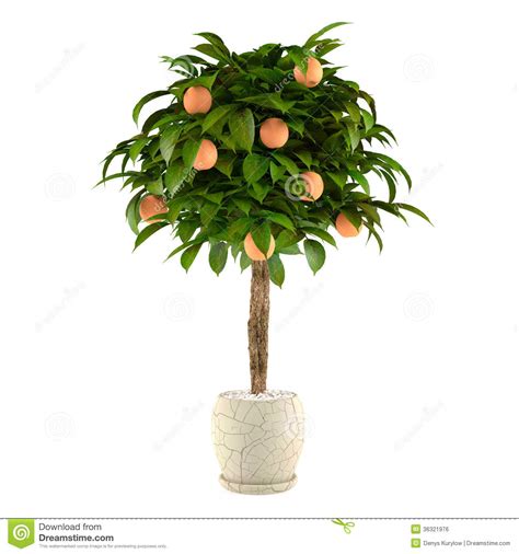 Citrus Lime Tree In The Pot Flowerpot Stock Illustration