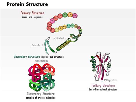 Posttranslational modification (ptm) is the chemical modification of a protein after its translation. 0914 Protein Structure Medical Images For PowerPoint ...