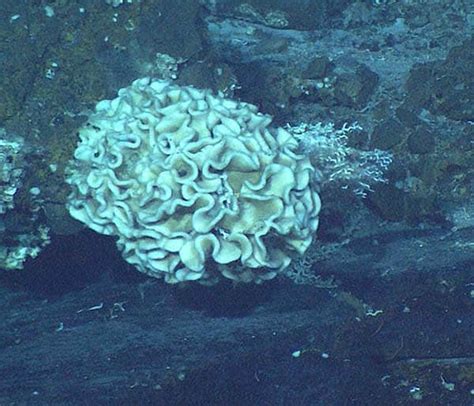 Giant Single Celled Organisms Lurk On Oceans Deepst Point