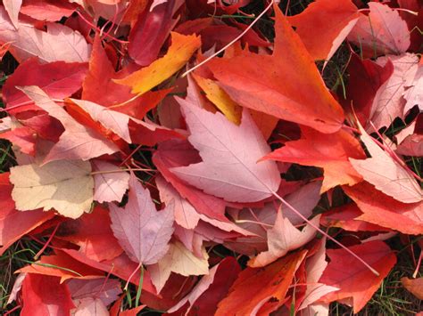 Pile Of Autumn Leaves Clippix Etc Educational Photos For Students