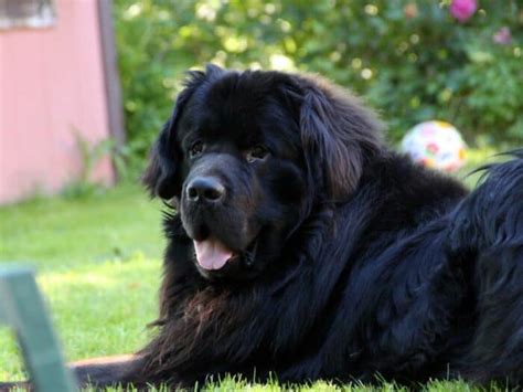 24 Big Black Dog Breeds 3 Mixed Breeds We Love Ruffeodrive