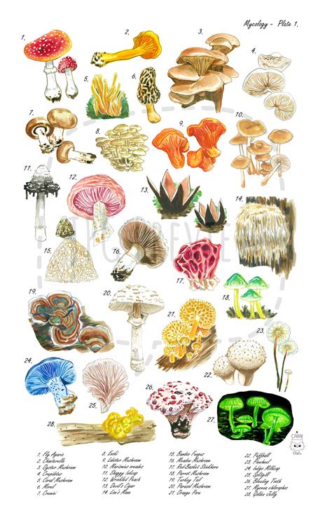 11x17 Botanical Mycology Mushroom Chart Print Etsy