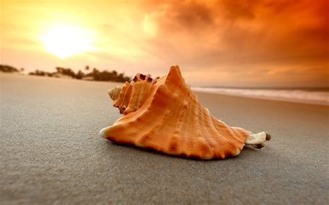 Sand Beach Shell Sea 2560 X 1600