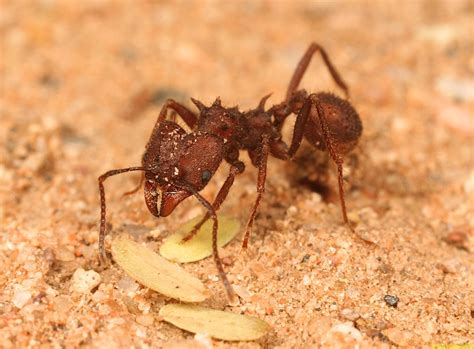 Acromyrmex Versicolor Desert Leafcutter Ants A Good Life