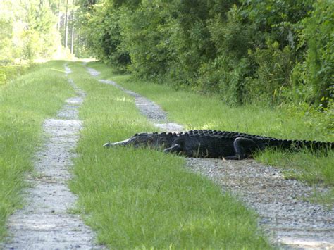 Alligator Valdosta Georgia A Photo On Flickriver