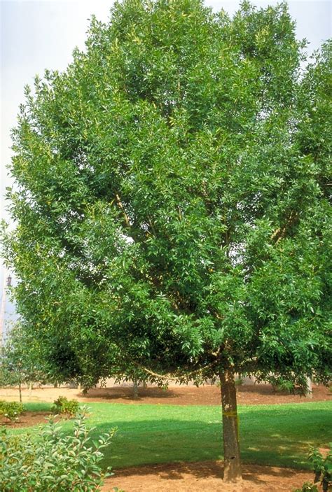 Fraxinus Pennsylvanica Patmore Green Ash 3 In Siteone