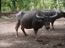 Kumpulan sketsa gambar gajah lengkap, mudah, gambar gajah lucu, berwarna, gambar kepala gajah kartun, beserta cara membuatnya. Ternak Moa Sudah Saatnya Di Karantina - Warta Maluku