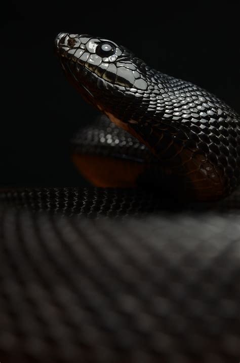 Black Mamba Reptiles Snake Macro Hd Wallpaper Wallpaper Flare