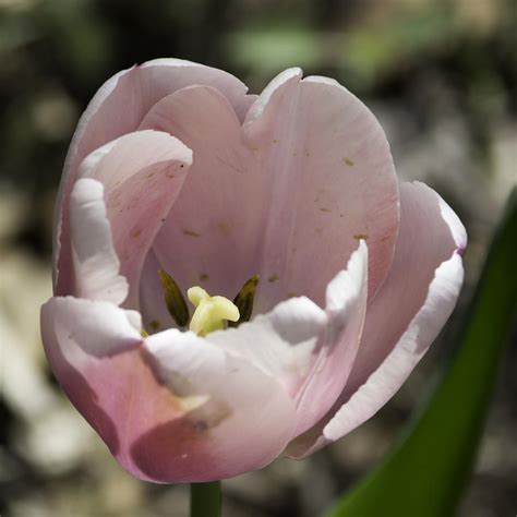 Pretty Pink Tulip Squared Photograph By Teresa Mucha