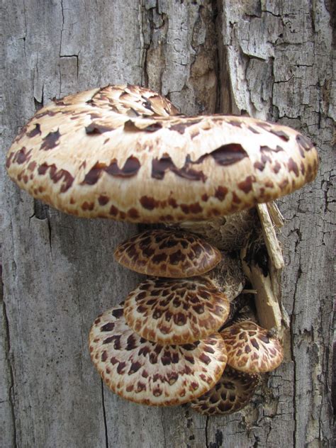 Curving Back Spotted Shelf Mushrooms