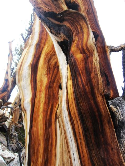 Bristlecone Pine Tree Trunk Of Beautiful Color
