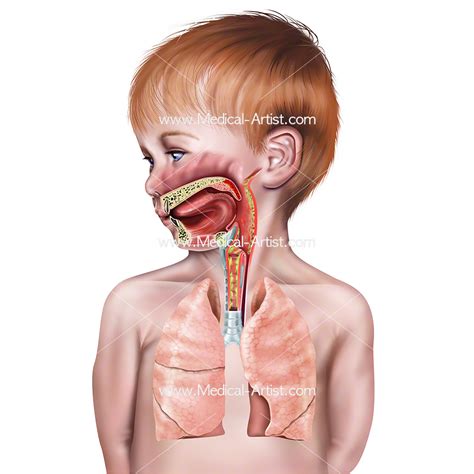 Neck And Throat Anatomy Diagram Human Anatomical Nasal Cavity Throat