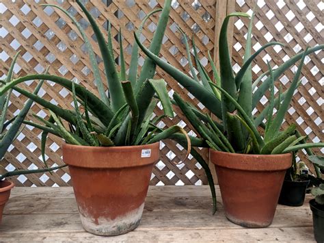 Aussi appelée aloès des barbades, cette plante grasse aux faux airs de cactus est en inde, l'aloe vera n'entre dans la médecine ayurvédique qu'au xiiè siècle, où elle est prescrite pour. Plante Aloe Vera - Reves et Jardins