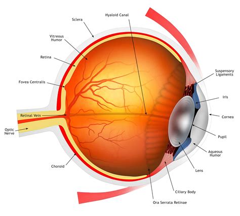 Diagram Diagram Of Eye Structure Mydiagramonline