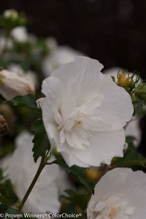 White Chiffon® Rose Of Sharon Plant Addicts