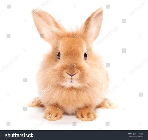 Rabbit Isolated On A White Background Stock Photo 111719933 Shutterstock