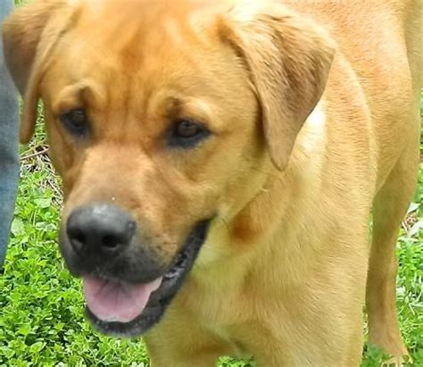 The labrador is the most popular of all pedigree breeds and his popularity comes from his versatility as family companion, service dog, guide dog as well as a working gundog. Adopt Beethoven on | Yellow labrador retriever, Labrador ...