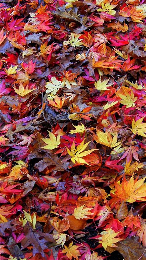 Mobile Wallpaper Autumn Leaves Photos Cantik