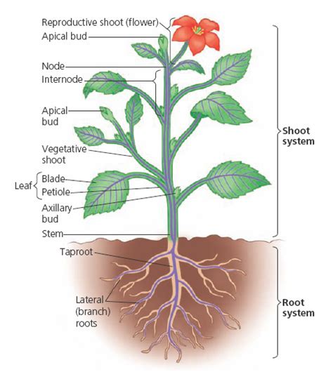 Neet Biology Morphology Of Flowering Plants Study Notes