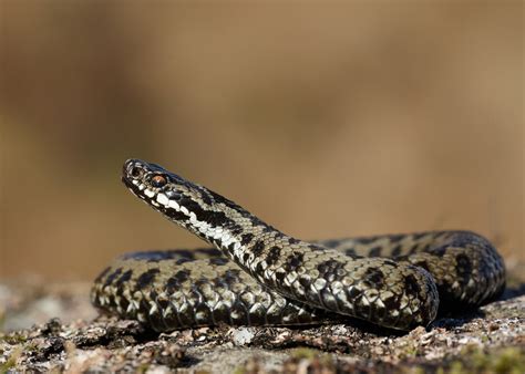 Adder Adder Habits Young Peoples Trust For The Environment