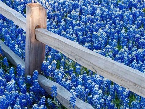 Pin By Lauren On Beautiful Scenery Blue Flower Wallpaper Blue