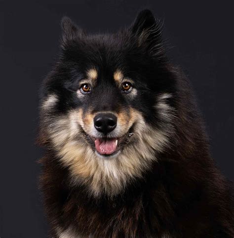 Swedish Lapphund Puppies Profile Care Facts Health Diet Dog