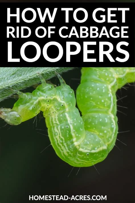 Years ago, when i was researching how to get rid of worms in if left untreated, worms can be detrimental to a cat's health, and they can be passed on to humans. How To Get Rid Of Cabbage Loopers - Shared This
