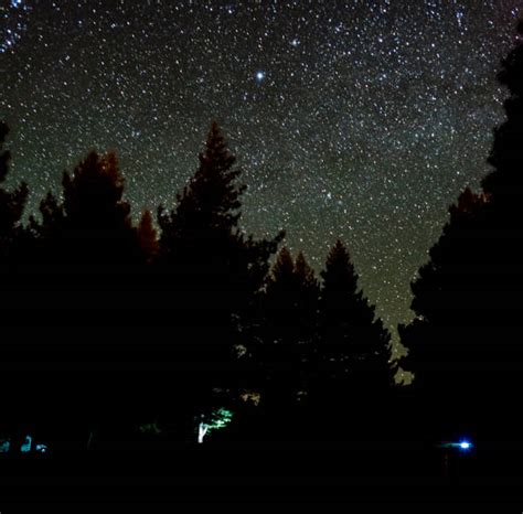 Starry Night Sky Over Pine Forest Stock Photos Pictures And Royalty Free
