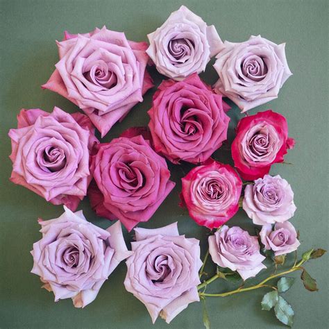 Popular Lavender Rose Varieties Moody Blues Ocean Song Deep Purple