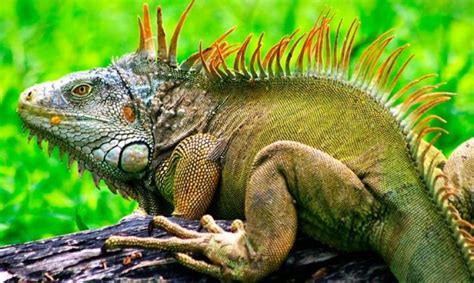 Iguana Tipos De Iguana Habitat Y Alimentación