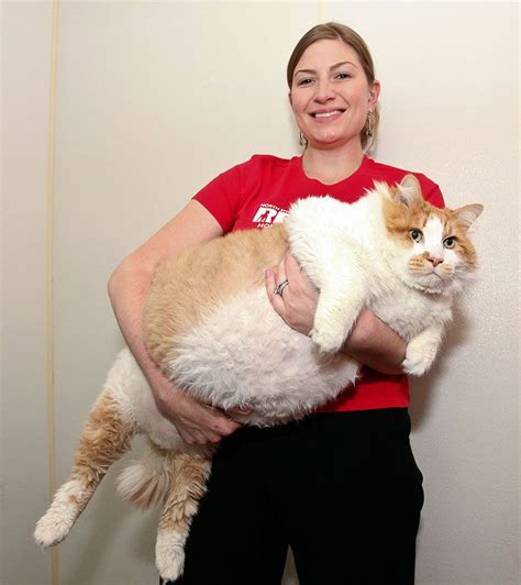 Photo Of The Day Could This Be The Worlds New Fattest Cat Fat Cat