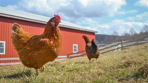 Chickens Enjoying Spring At Farm Sanctuary Youtube